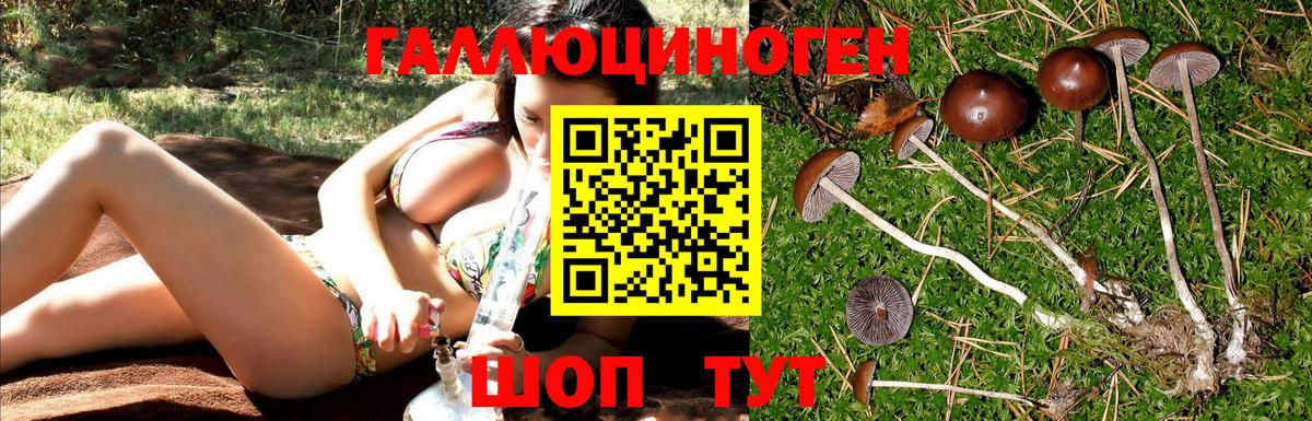 Псилоцибиновые грибы Psilocybe  Галлюциногенные грибы GOLDEN TEACHER  цена   Вход с VPN  Гусь-Хрустальный 